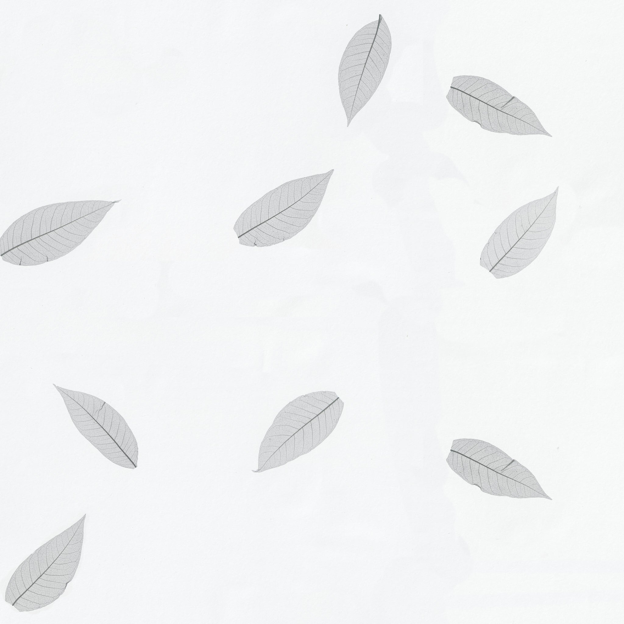 ORGANOID - SKELETTBLÄTTER ANTHRAZIT LIGHT